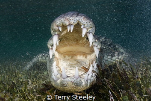 'American crocodile gets close and personal'
Banco Chinc... by Terry Steeley 